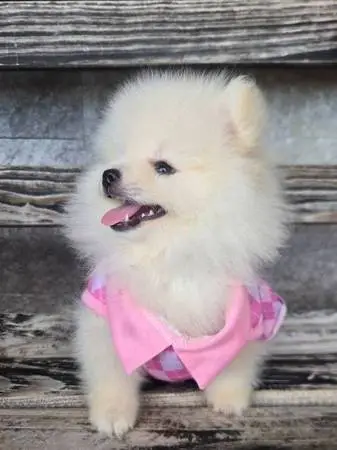 Pomeranian puppies