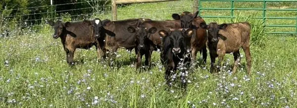 Angus cross steers