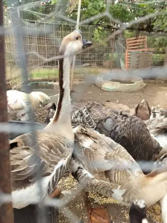 Geese
