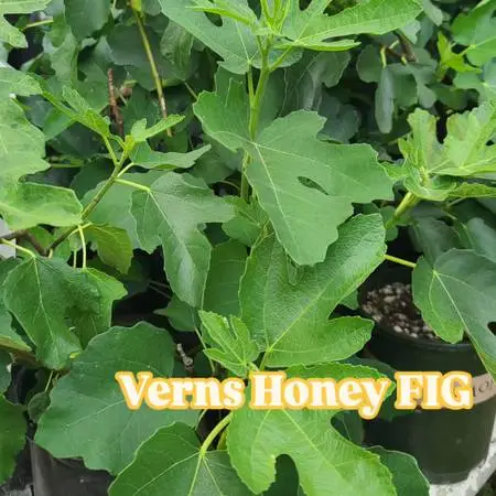 DESSERT HONEY FIGS