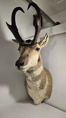 Wall Mount Antelope Pronghorn