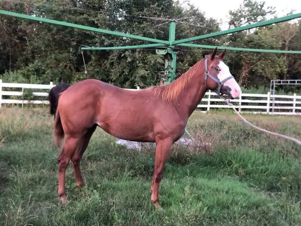 APHA Paint Colt