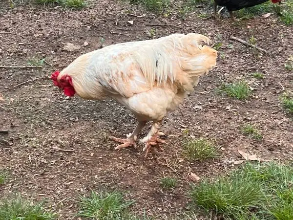 Roosters