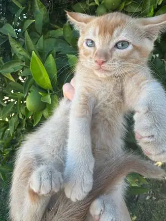 Kittens for sale