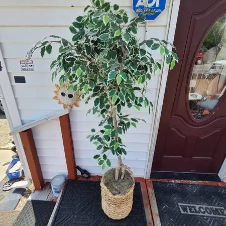 Decorative Interior Artificial Ficus Tree