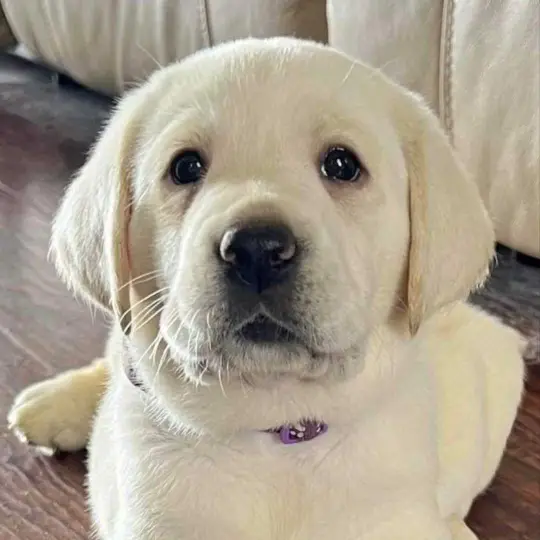 adopting puppy