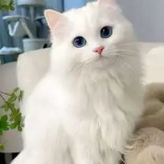 adopting cats