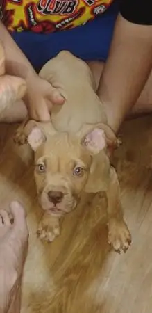 American Bully