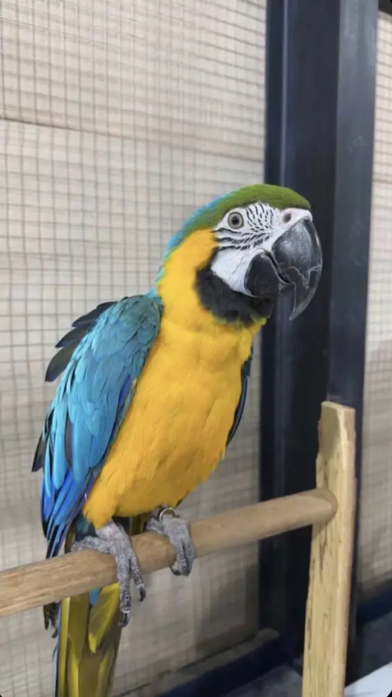French parot
