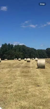 TIFTON 44  SUMMER HAY SALE Horse special