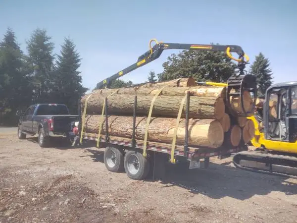 Maple and cedar logs