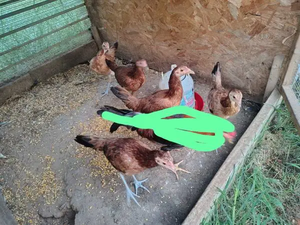 Pure kelso pullets
