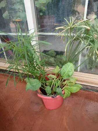 Water Garden/Pond Plants for sale in West Valley