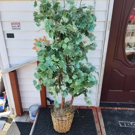 Decorative Interior Tree