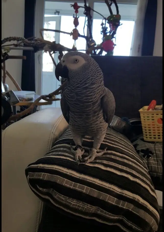 African Grey Parrot looking for a loving forever home ❤️