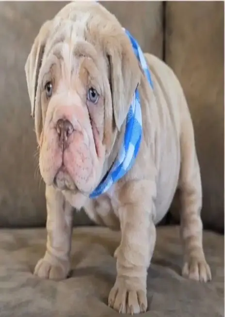English Bulldog