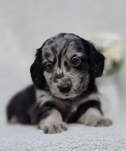 Silver Dapple Long-Haired Dachshund Puppy