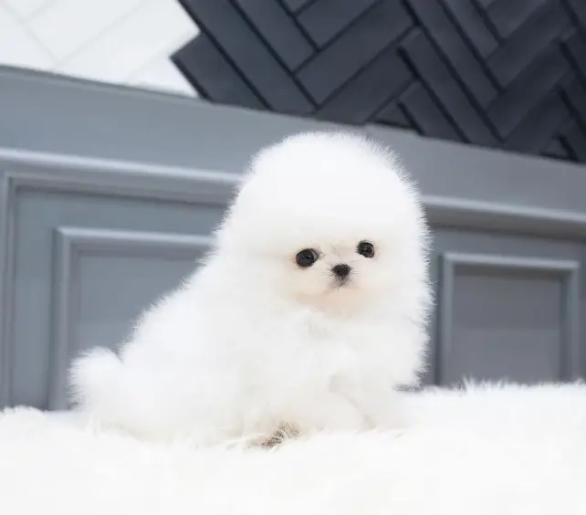 White Teacup Pomeranian Puppy