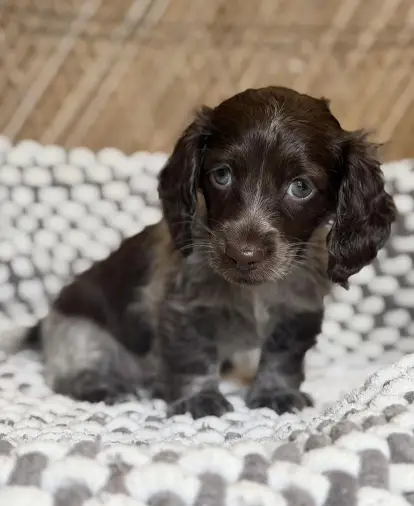 Long-haired Miniature Dachshund Puppy