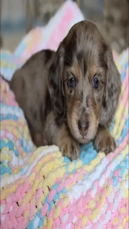 Long-haired Dapple Dachshund Puppy