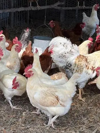 Laying Hens for sale