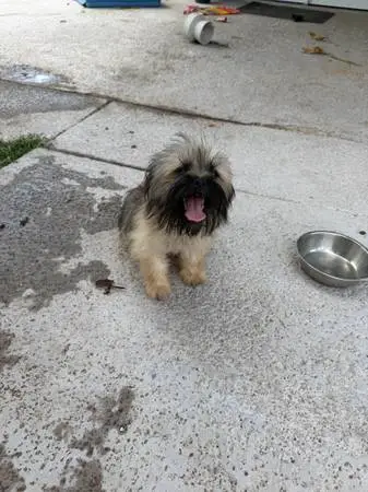 Half Shih Tzu half Yorkie