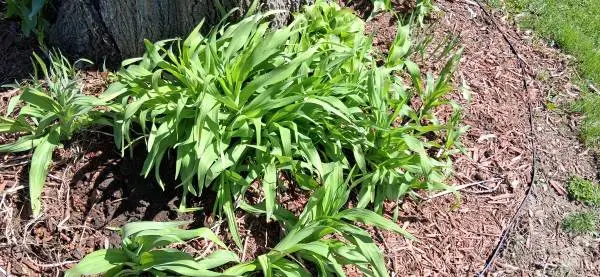 Hostas, tiger lillys