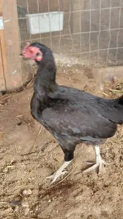 Pure Bred warhorse hens