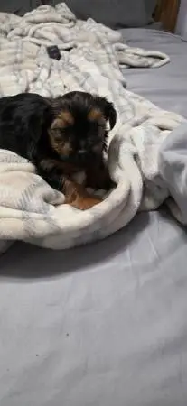 Yorkies