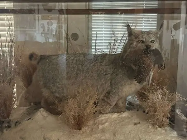 Canadian Snow Lynx with Quail