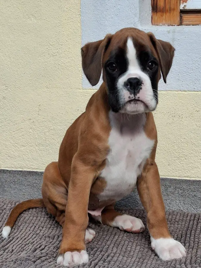 Ready for adoption