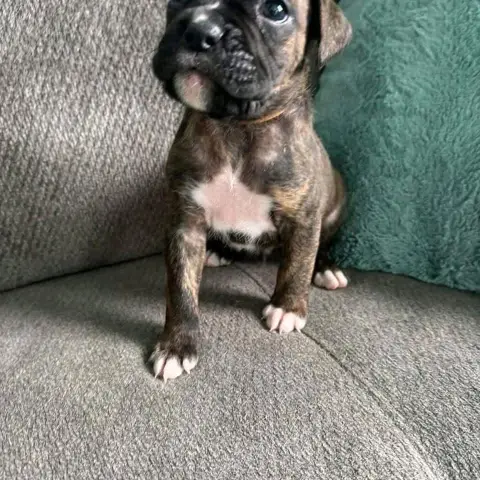 Ready for adoption