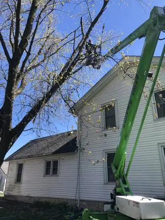 Tree removal/trimming