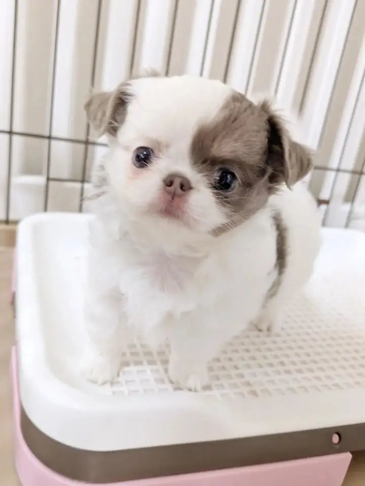 White and  Sable chihuahua Puppy