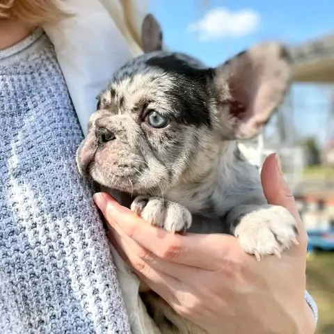 bulldog