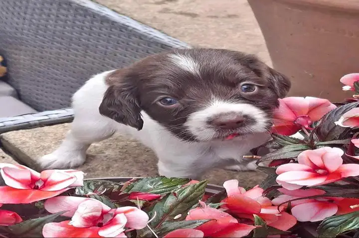 English Springer Spaniel puppies
