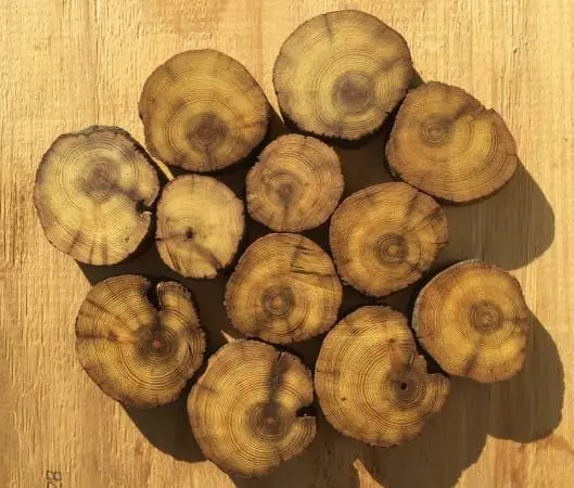 Smaller diameter OSAGE ORANGE - mostly branch & limb wood & ‘cookies’!