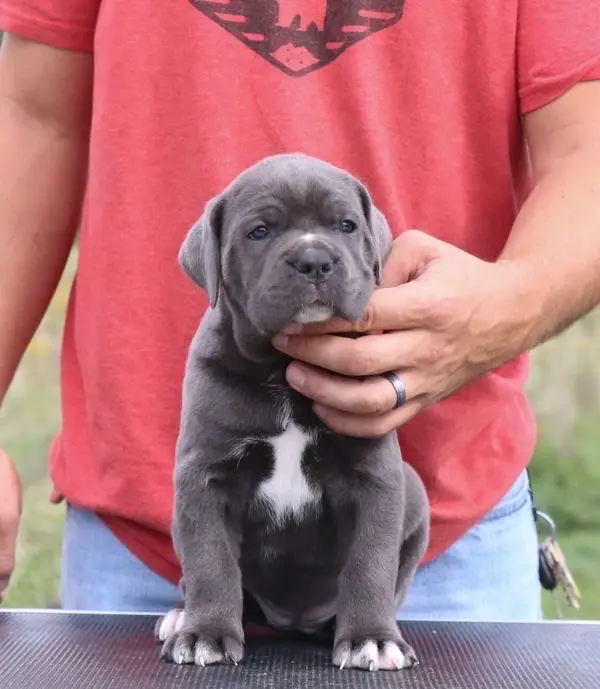 cane corso puppies