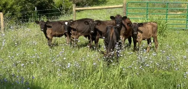 Weaned steers