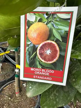Blood orange tree’s on sale
