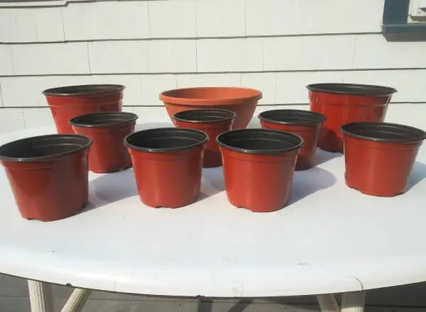 Plant container lot