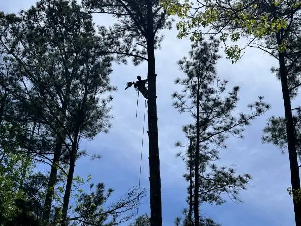 🌲🪓⚠️Emergency Tree Service 6784289144