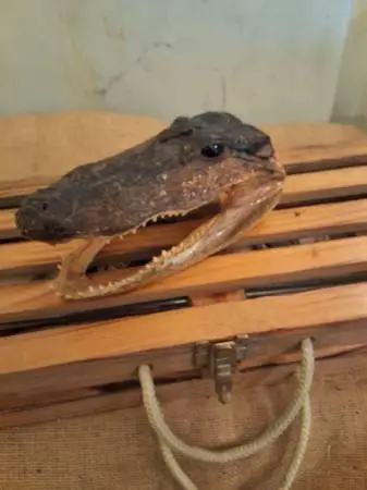 Alligator Head