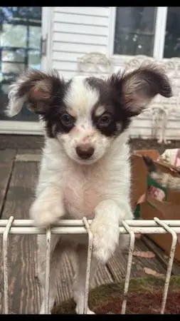 Chihuahua Puppy