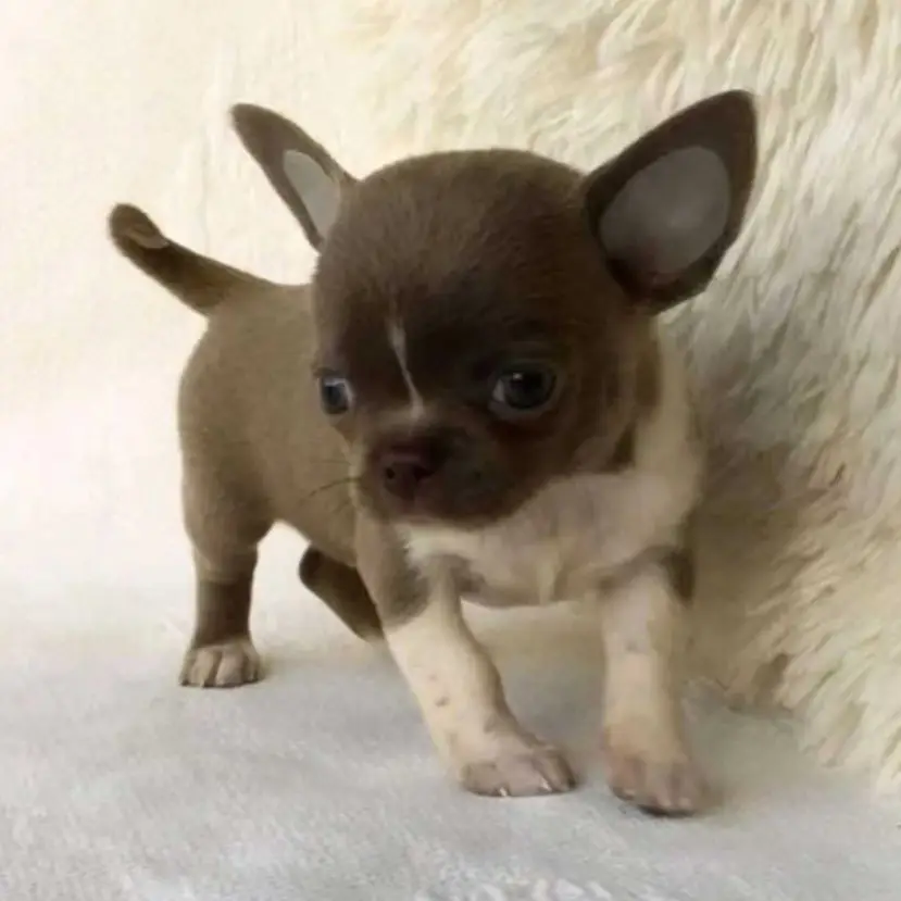 Chihuahua puppies