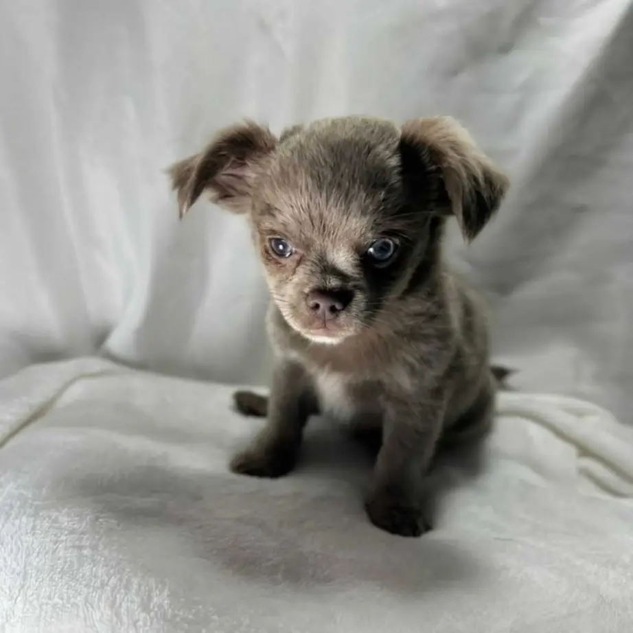 Chihuahua puppies