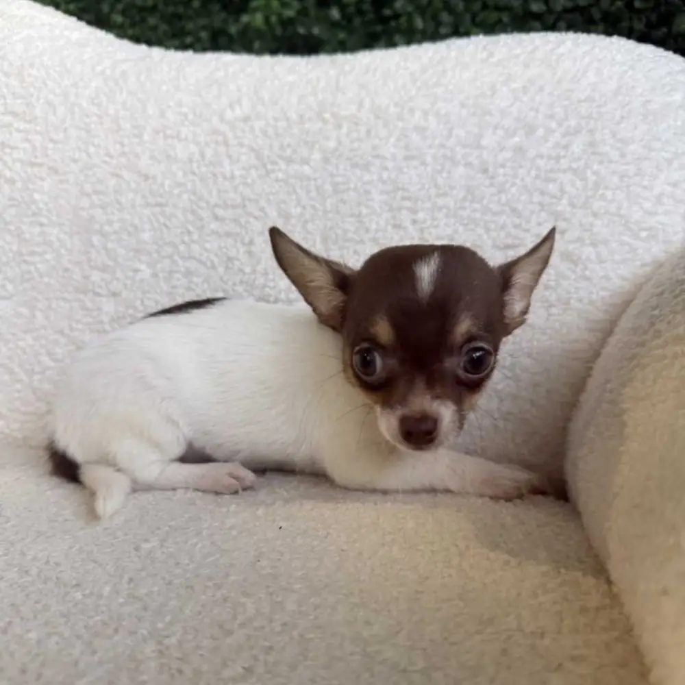 Chihuahua puppies