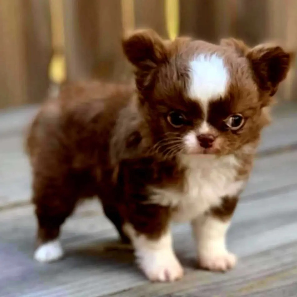 teacup Chihuahua puppies