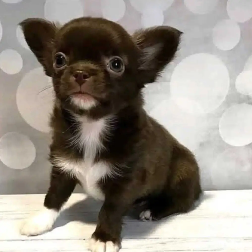 Chihuahua puppies
