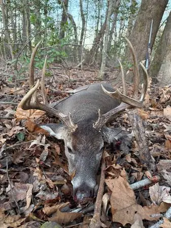 Excellent Hunting Opportunity